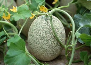 南方人吃哈密瓜长的肉虫